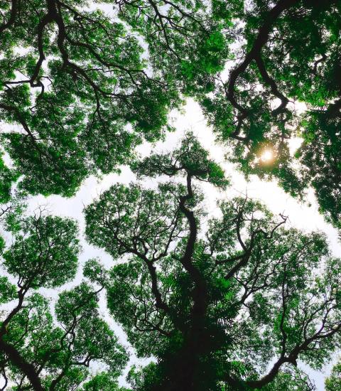 Looking up at a canopy of trees with green leaves (photo credit: Firos via Unsplash)